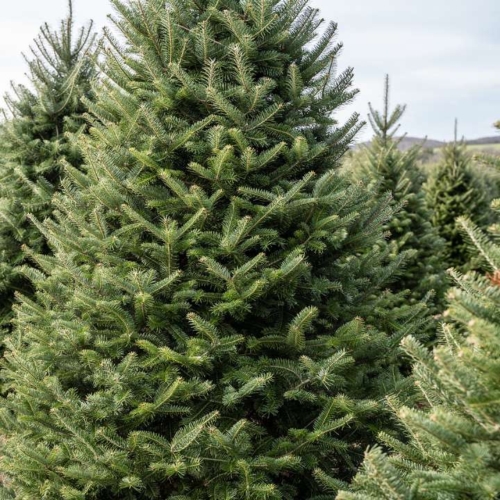 Fraser Fir Cut Real Christmas Trees at Boma Garden Centre Kentish Town London