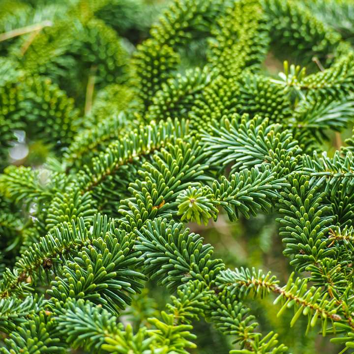 Fraser Fir Christmas Tree Needles at Boma Garden Centre Kentish Town London