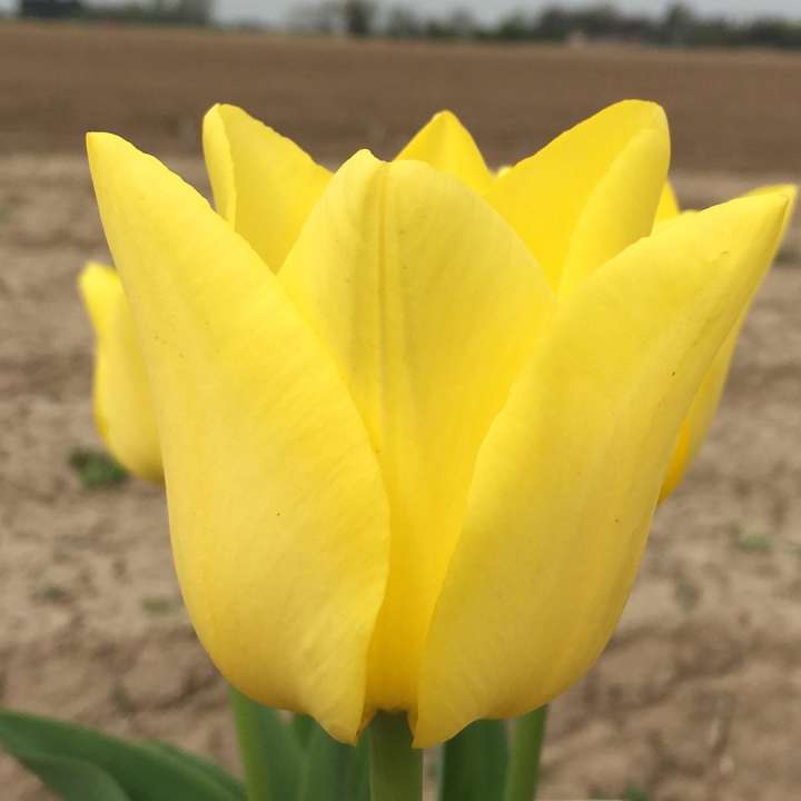 Tulip 'Friendship' bulbs at Boma Garden Centre London