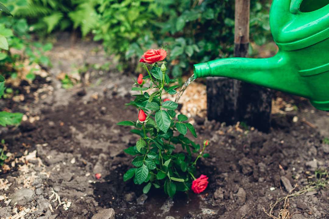 Watering David Austin Roses at Boma Garden Centre Kentish Town London