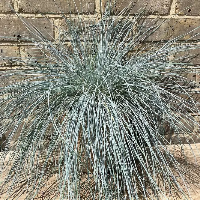 Grasses at Boma Garden Centre Kentish Town London