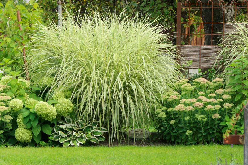 Ornamental Grasses at Boma Garden Centre