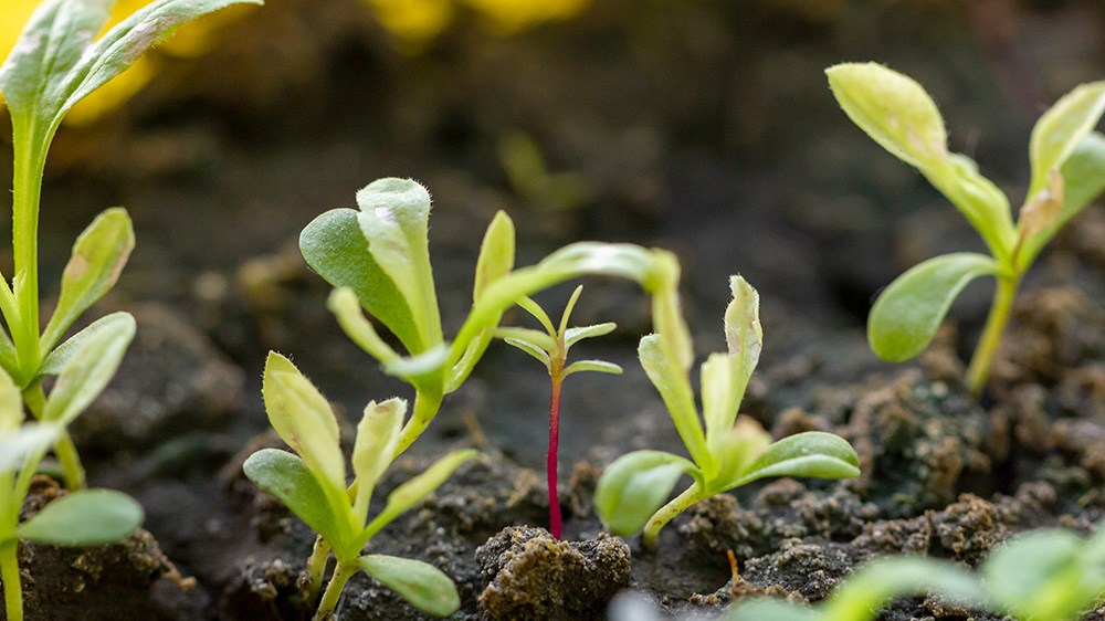 Grow your own seeds bulbs and plants at Boma Garden Centre Kentish Town London