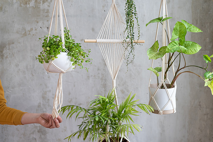 Hanging houseplants in London homes