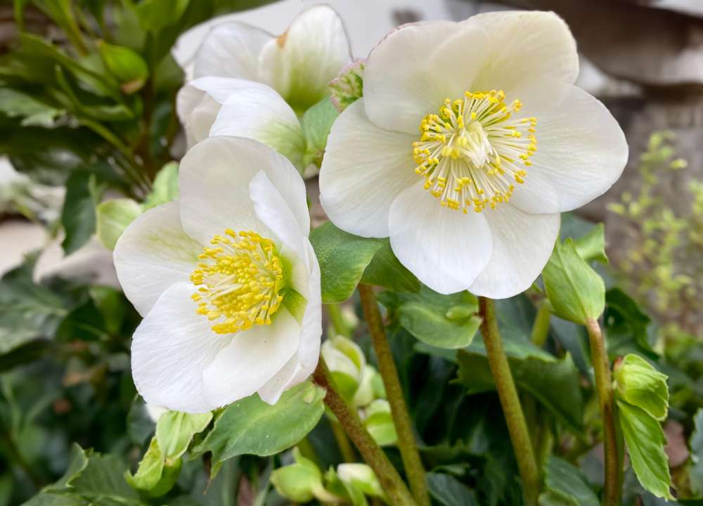 Hellebores at Boma Garden Centre