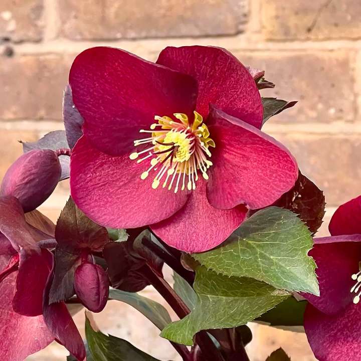 Christmas Rose Helleborus 'Ice N' Roses' at Boma Garden Centre Kentish Town London