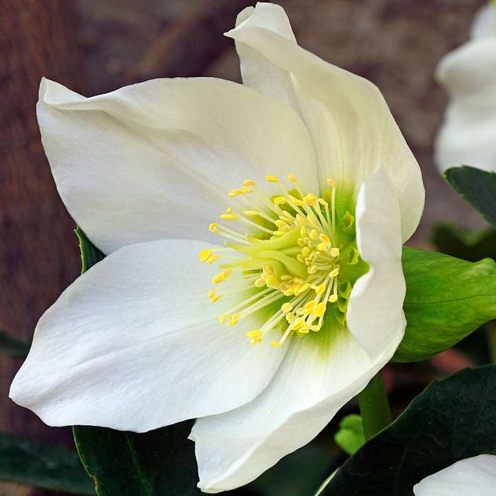 Christmas Rose Hellebore niger at Boma Garden Centre Kentish Town London