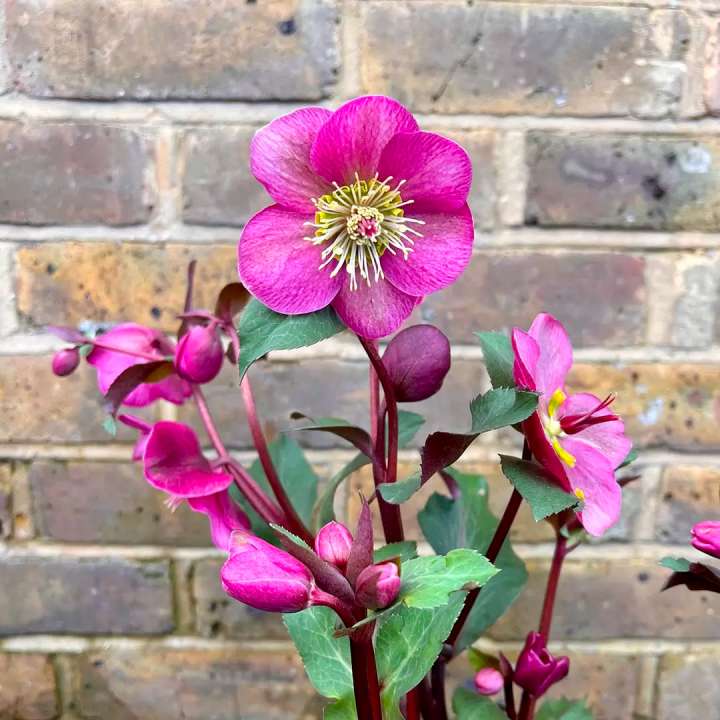 Christmas Rose Helleborus 'Annes Red' at Boma Garden Centre Kentish Town London