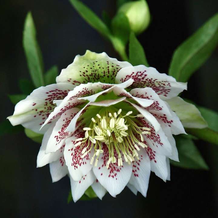 Christmas Rose Helleborus 'Cinderella' at Boma Garden Centre Kentish Town London