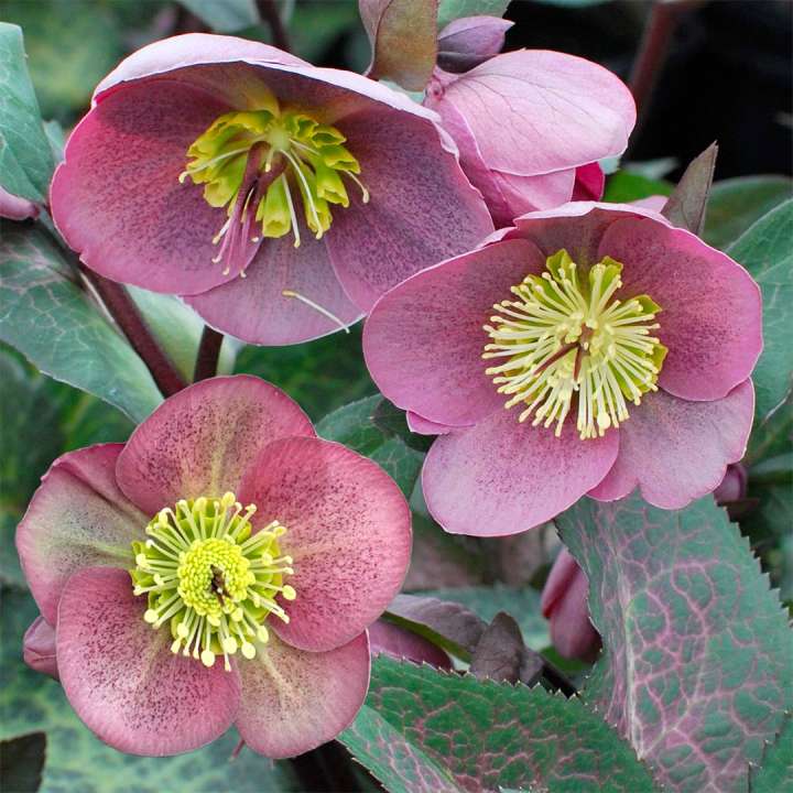 Christmas Rose Helleborus ‘Frostkiss Pippas purple’ at Boma Garden Centre Kentish Town London