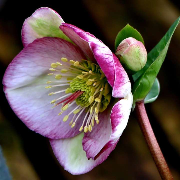 Christmas Rose Helleborus  ‘Glenda’s Gloss’ available at Boma Garden Centre Kentish Town London