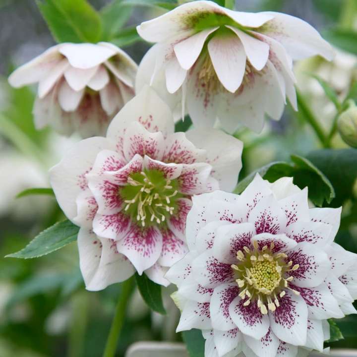 Christmas Rose Helleborus × hybridus ‘Harvington series’ at Boma Garden Centre Kentish Town London