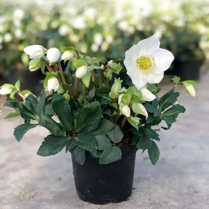 Christmas Rose available at Boma Garden Centre Kentish Town London