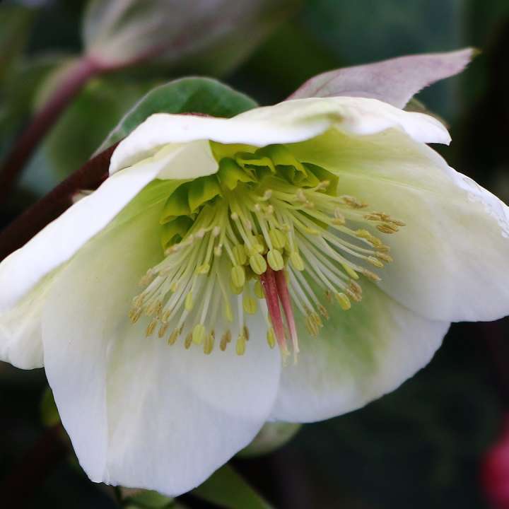 Christmas Rose Helleborus  ‘Molly’s White’ at Boma Garden Centre Kentish Town London
