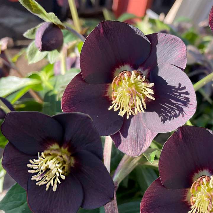 Christmas Rose Helleborus ‘Naomi’ at Boma Garden Centre Kentish Town London