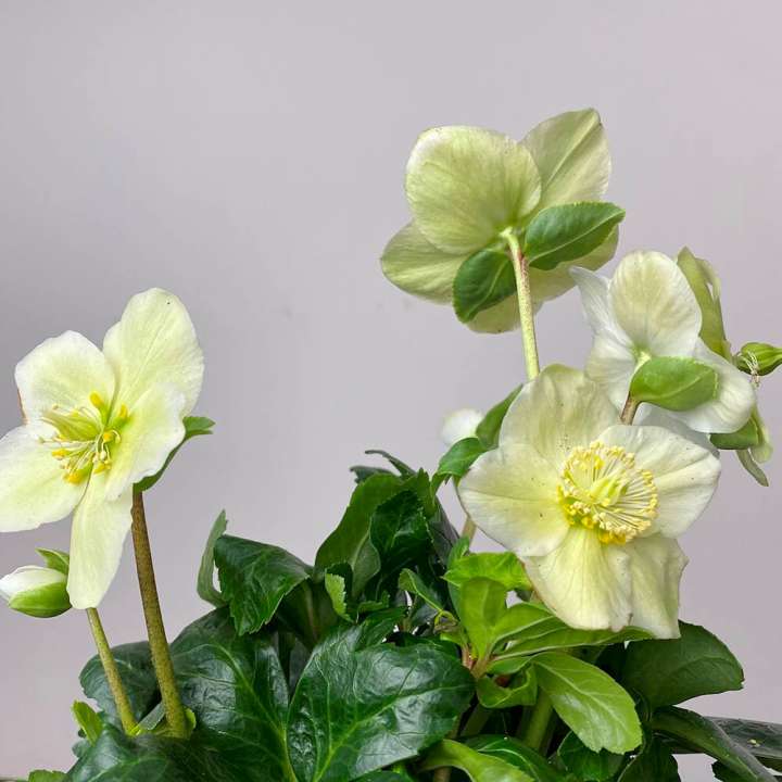 Christmas Rose Helleborus niger at Boma Garden Centre Kentish Town London