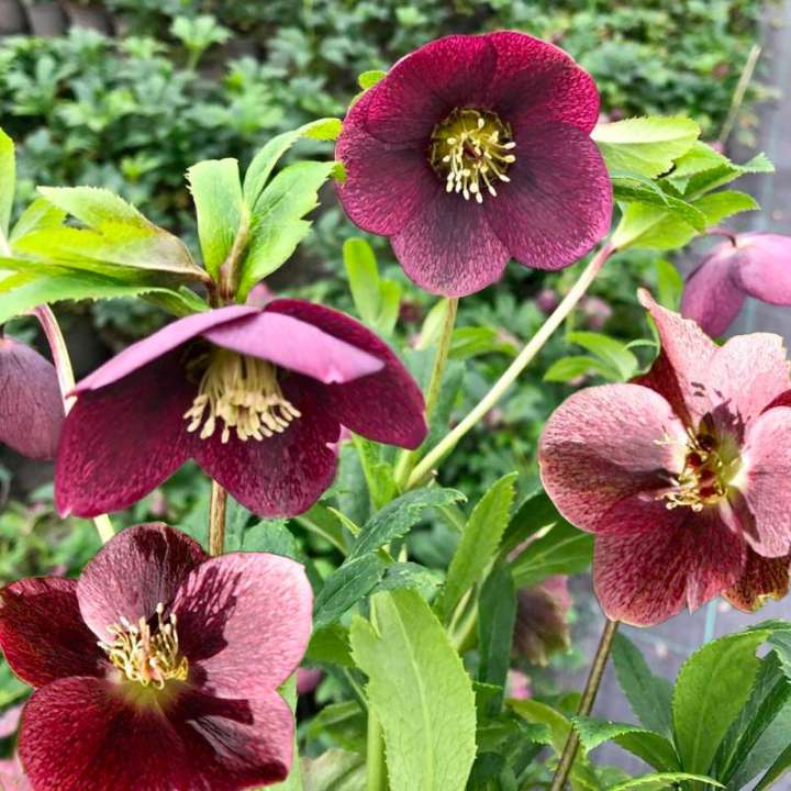 Christmas Rose Helleborus orientalis ‘Viv Victoria’ at Boma Garden Centre Kentish Town London