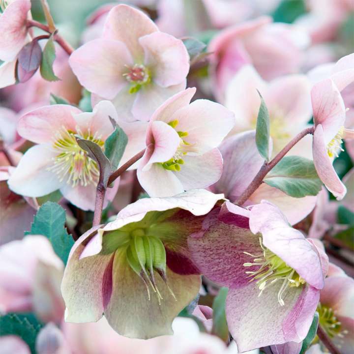 Christmas Rose Helleborus × sahinii ‘Winterbells’ at Boma Garden Centre Kentish Town London