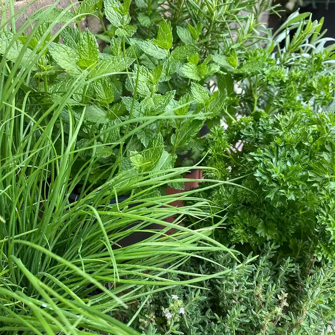Herb Plants at Boma Garden Centre Kentish Town London