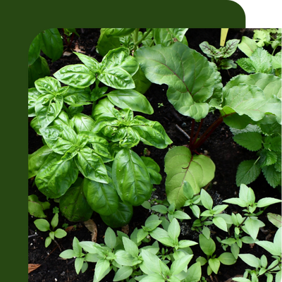Herb Offer