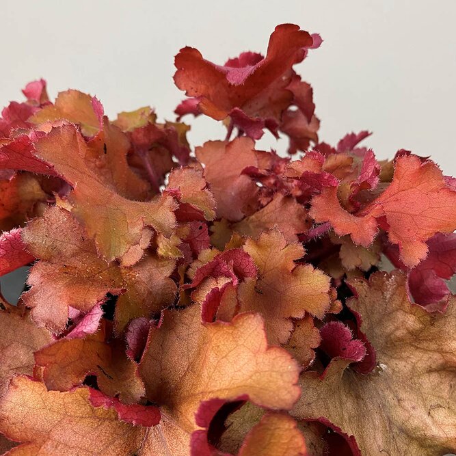 Heuchera 'Boysenberry' at Boma Garden Centre Kentish Town London