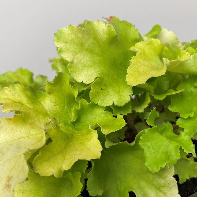 Heuchera 'Lime Marmalade' at Boma Garden Centre Kentish Town London