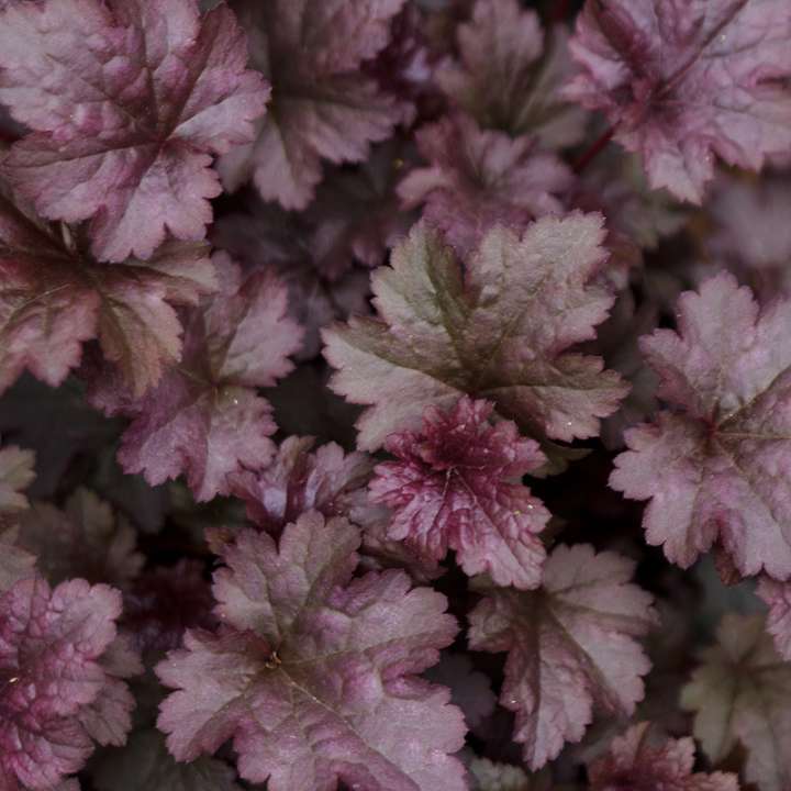 Heuchera 'Plum Pudding' at Boma Garden Centre Kentish Town London