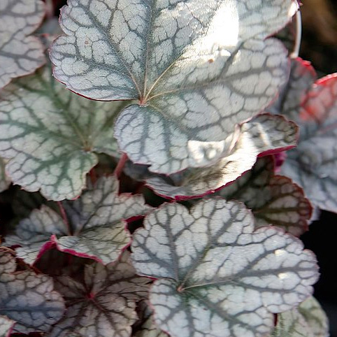 Heuchera ‘Silver Scrolls’ at Boma Garden Centre Kentish Town London