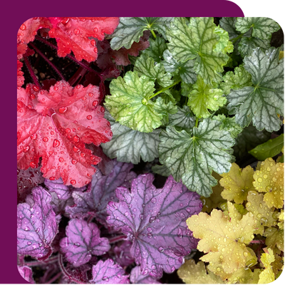 Special Offer – Summer Stars Dahlia Heuchera at Boma Garden Centre, Kentish Town