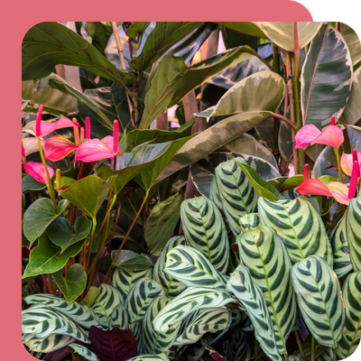 Best Quality Houseplants available at Boma Garden Centre