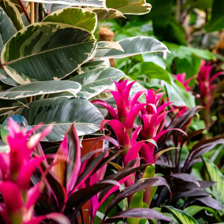 The Botanica Collection at Boma: For Indoor Houseplant Enthusiasts
