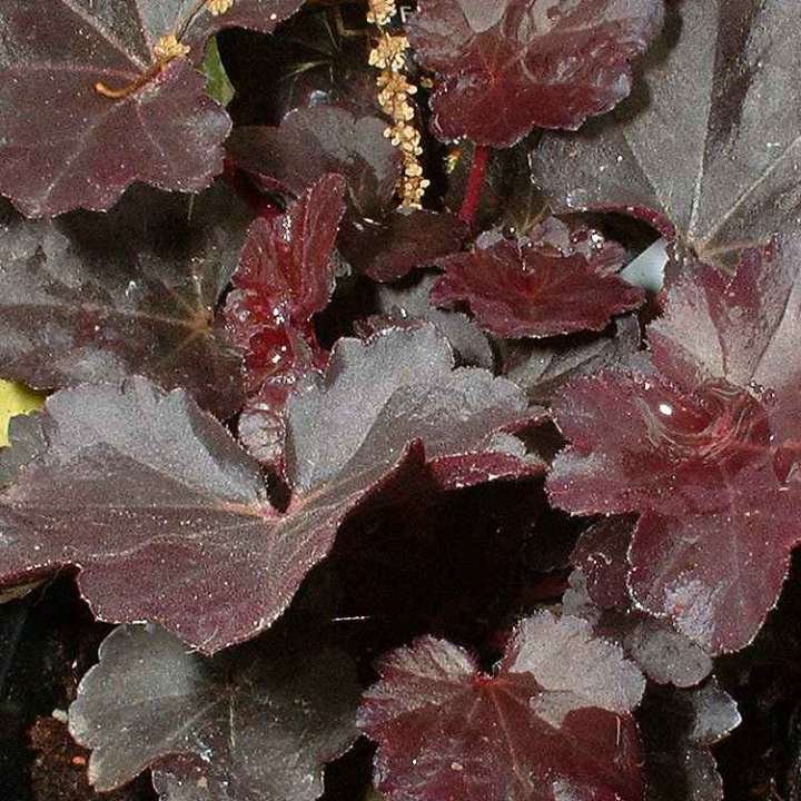 Heuchera 'Obsidian' at Boma Garden Centre Kentish Town London