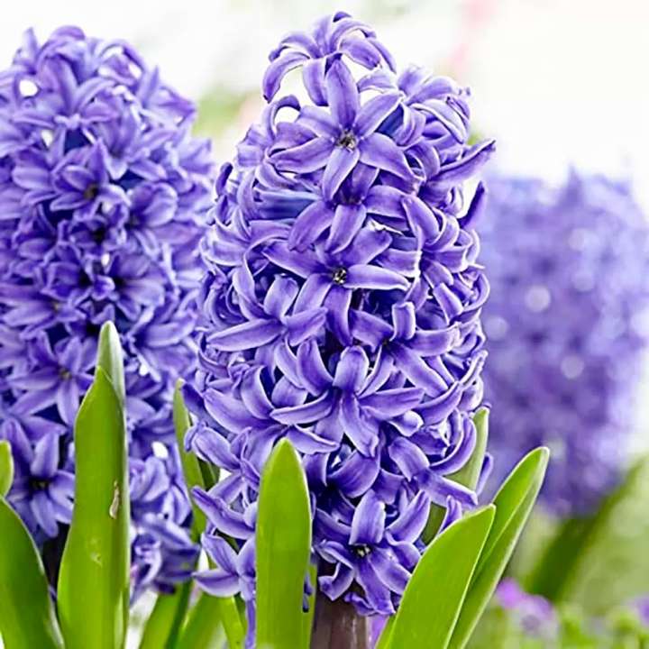 Hyacinth Christmas Plants at Boma Garden Centre Kentish Town London