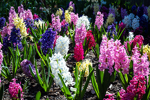 Buy Hyacinth bulbs at Boma Garden Centre photo by Photo by Joshua J. Cotten - Unsplash