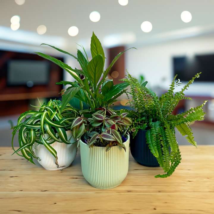 Instant indoor plant collections at Boma Garden Centre