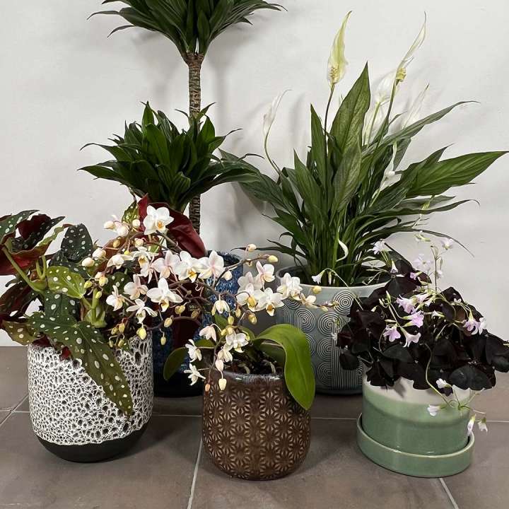 Plant Pots at The Boma