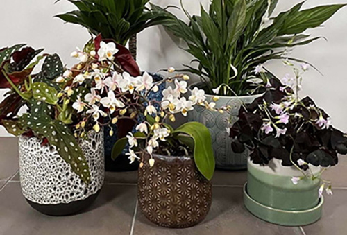 Indoor Plant Pots at Boma Garden Centre Kentish Town London