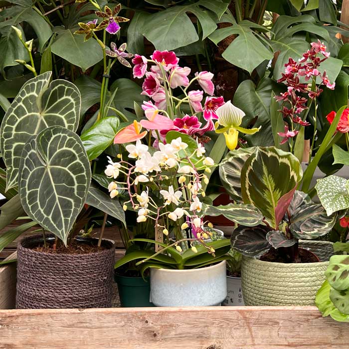 Indoor Plants Summer Sale