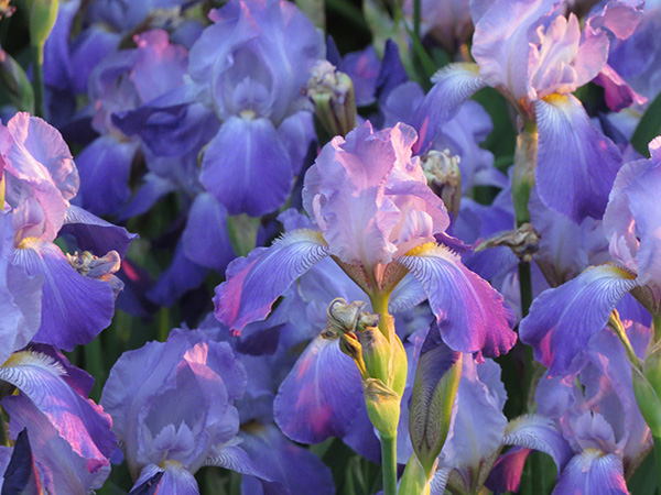 Iris Bulbs at Boma Garden Centre image by  Christina Brinza Unsplash