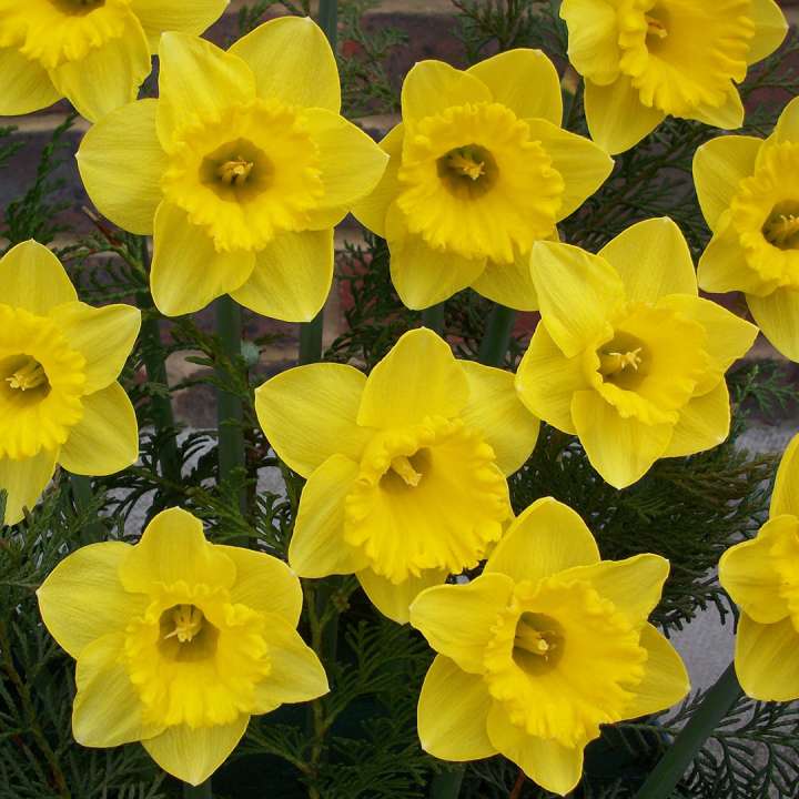 Narcissus 'January' bulbs at Boma Garden Centre, Kentish Town, London