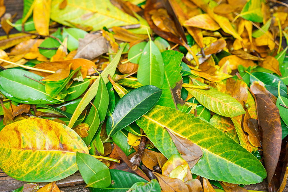 Why are leaves turning yellow by Boma Garden Centre Kentish Town London