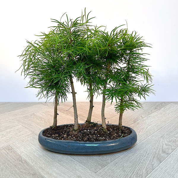 Metasequoia glyptostroboides, also known as the Dawn Redwood at Boma Garden Centre Kentish Town London