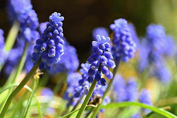 Muscari bulbs available at Boma Garden Centre