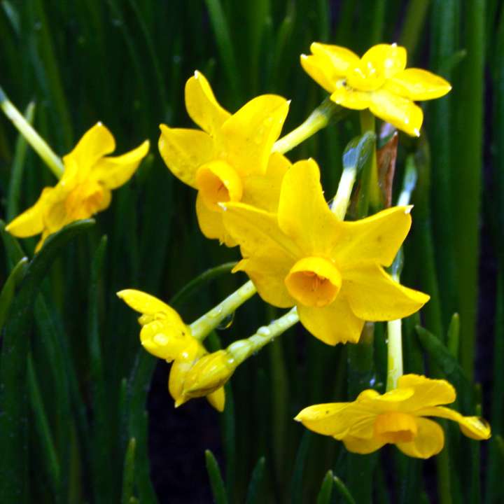 Narcissus 'Angels Whisper' bulbs at Boma Garden Centre London