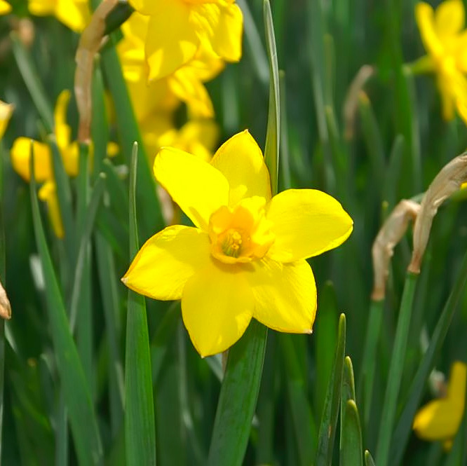 Narcissus 'Sweetness' bulbs at Boma Garden Centre London