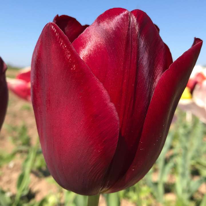 Tulip 'National Velvet' bulbs at Boma Garden Centre London