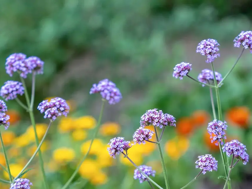 10 Drought Tolerant Plants that Look Superb in the Heat