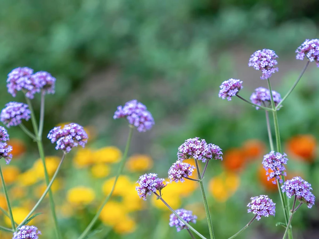 What Are Some Drought-tolerant Plants For Hot Climates