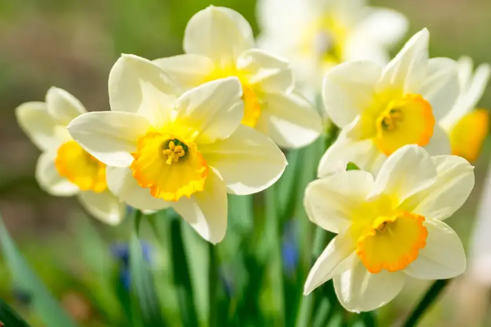 Boma's 12 Gardening Tips for March