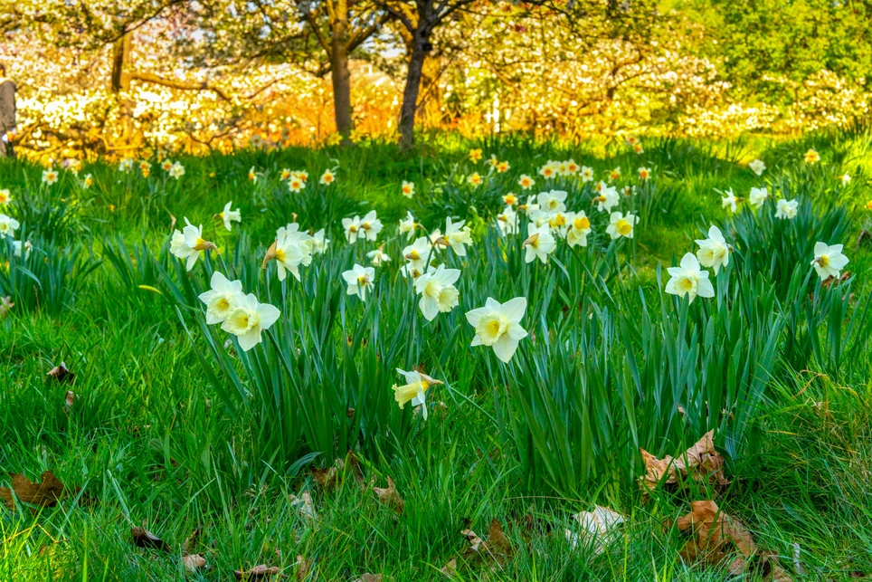 Gardening Tips For April in the UK